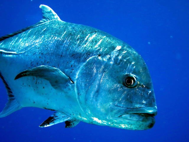 沖縄魚図鑑 ガーラ ロウニンアジ アジ科の魚の総称を方言でガーラという Giant Trevally ジャイアント トレヴァリー Gtとしてゲームフィッシングの人気ターゲット