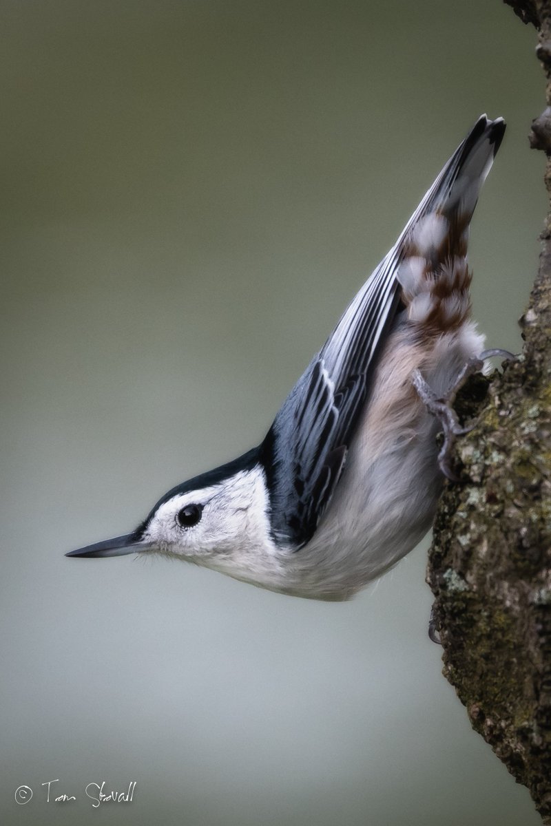 lightlifeimages's tweet photo. #Meadowlark_NOVA Park #Birds White Breasted Nuthatch #NOVA_Parks https://t.co/k9CBuYMddj
