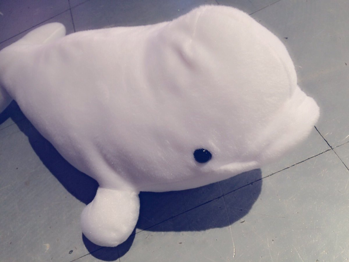 yuirii_murayama's tweet photo. 今日の自己紹介MCの時にお話ししたイルカちゃんです🐬。

#わからない方はオンデマンド見てください https://t.co/sthKORiDlE
