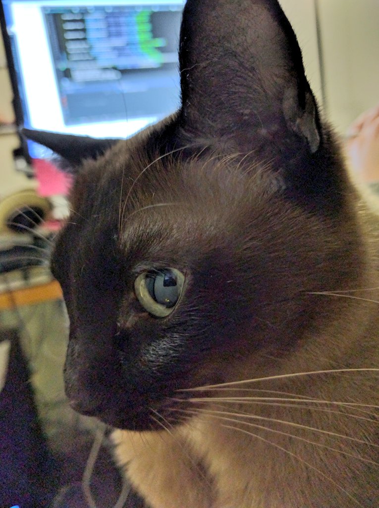 mel_tar's tweet image. #purrprogramming 🐅