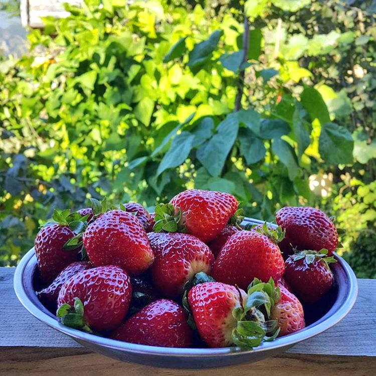 Te gustan las #fresas? Aquí en #Constanza consigues las mejores y más sabrosas! Ven #conoceconstanza #ranchoconstanza #constanzard