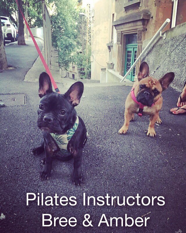 breethefrenchie's tweet photo. Met a #frenchiefriend so we done pilates together:) Like? #frenchbulldog #frenchbulldogs #bulldogs #bulldog #frenchie #frenchiert #rt https://t.co/hlJtYYn2cK