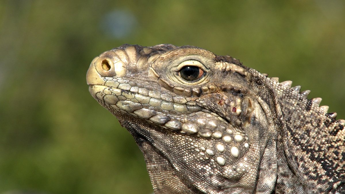 Shark Bay Films tweet media