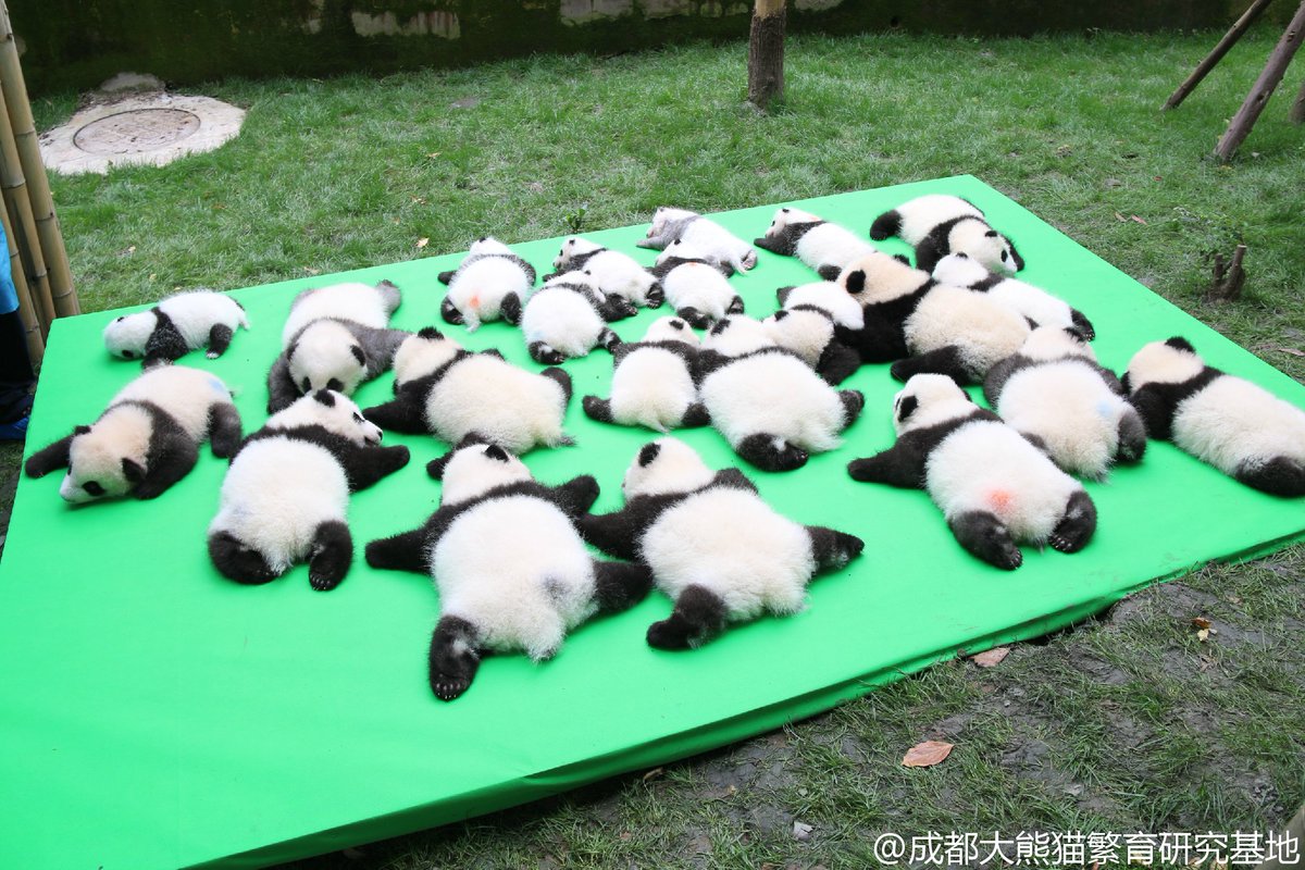 中国住み On Twitter 四川省成都のパンダ基地にて 今年生まれた23頭のジャイアントパンダを初披露 Https T Co Epysf6j08s パンダ余ってます