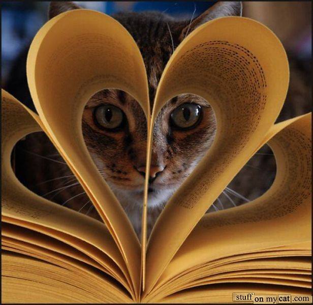 BookiMonster's tweet photo. Who loves books? Or do you prefer kittens? ;-) #cute #amreading https://t.co/c66pDMZvUY