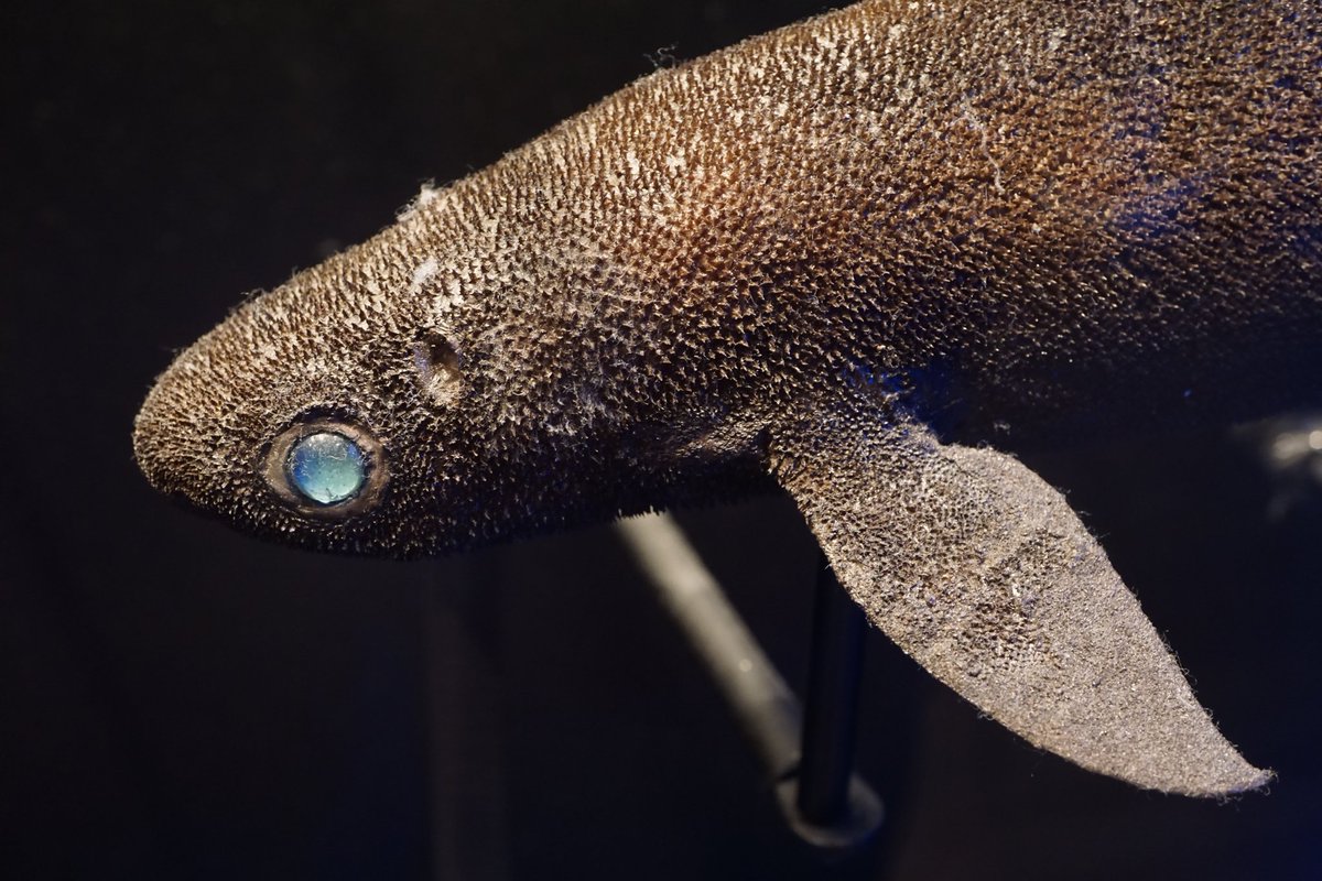 ট ইট র Pikayadon ラブカ ミツクリザメ オロシザメ 剥製 沼津港深海水族館 ট ইট র Pikayadon ラブカ ミツクリザメ オロシザメ 剥製 沼津港深海水族館