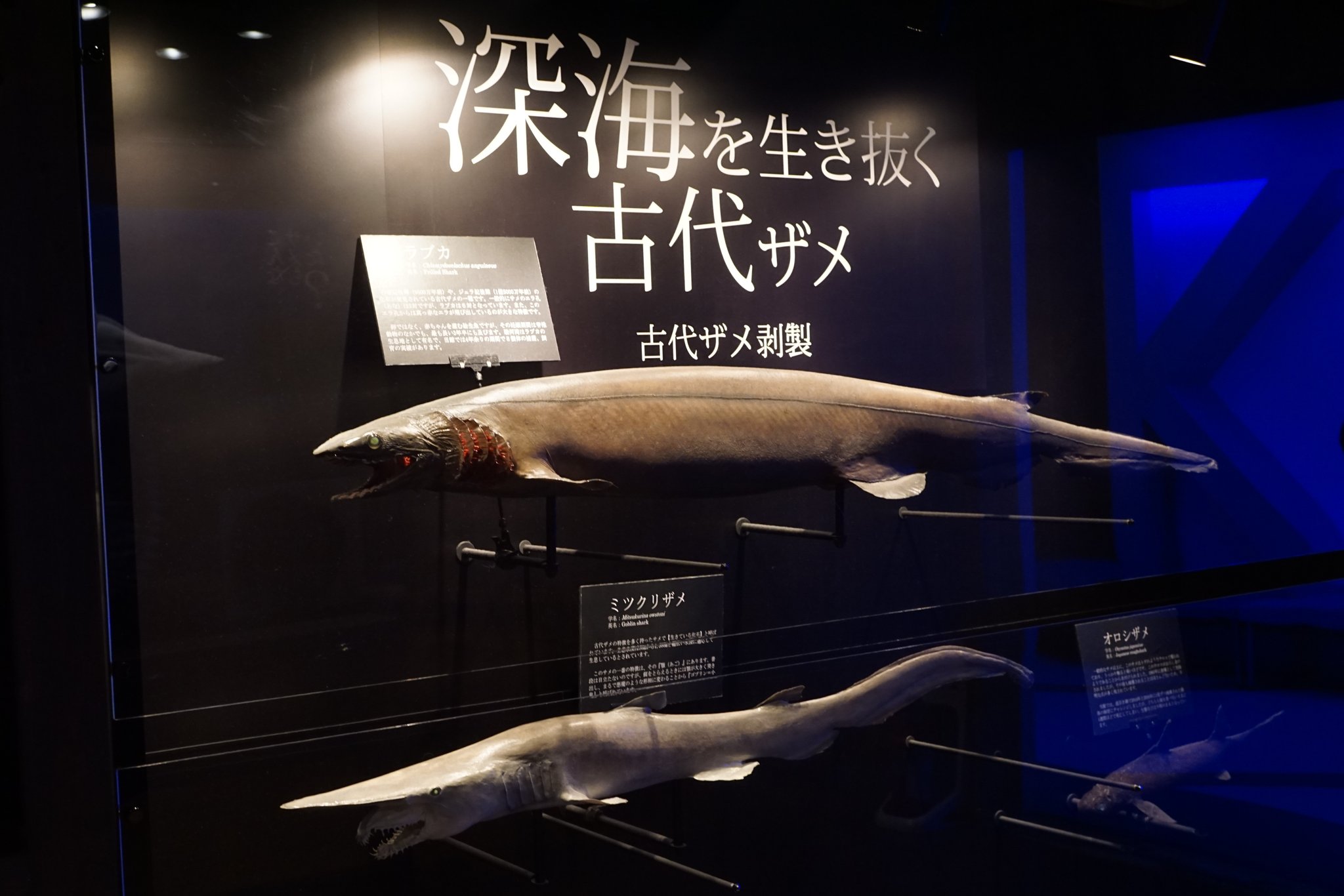 深海フトツノザメ胎児（コーティング済。剥製） 深海フトツノザメ胎児（コーティング済。剥製） 【公式通販】