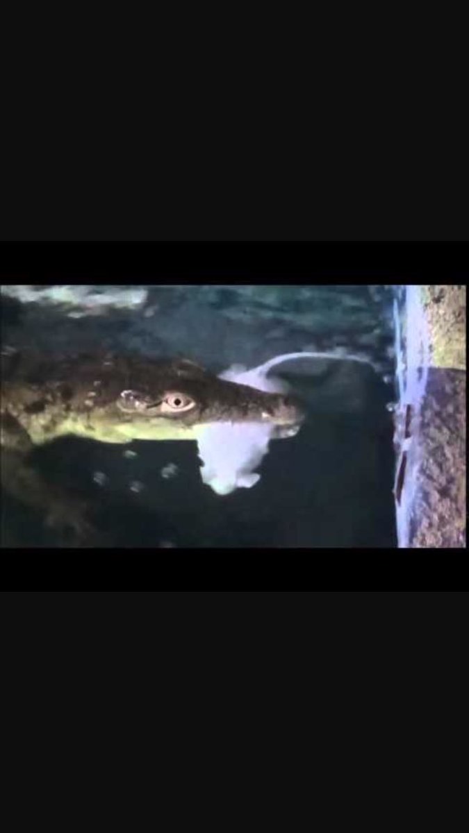 Rat Butthole (@rat_butthole) on Twitter photo 