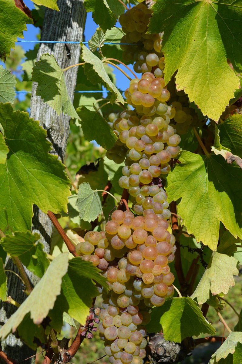 MaisonMollex's tweet photo. #vendanges2016 Aoc Seyssel cépage Altesse ... https://t.co/U11r85pBF9