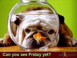 Can You See It?? Friday Is Just Around The Corner!!! #TheSnackStation #ThisAndThatCanineCo #Friday #AroundTheCorner #Weekend