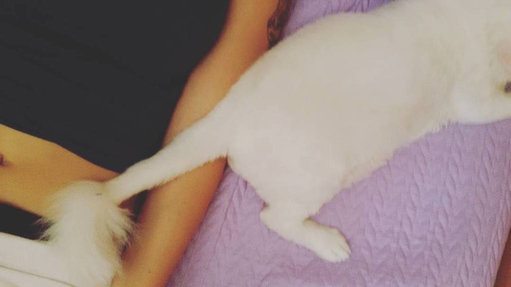 Rocio_MR8's tweet photo. Poco a poco me hecha de la cama el muy capullin 😒😒 #capullo #zeus #cat #gato #tw #persa #p… https://t.co/AWFwbk4oET https://t.co/g44d0kfCzb