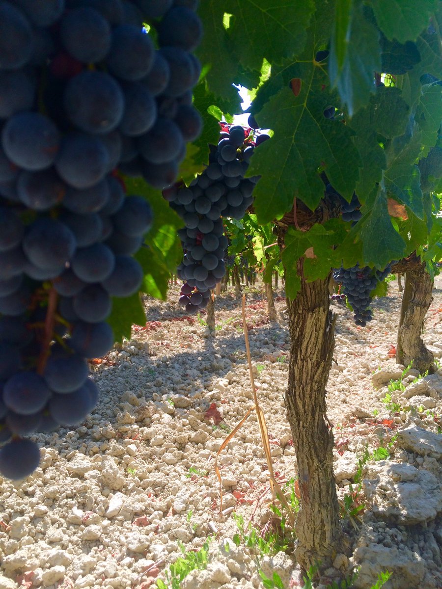 Sssshhh it's ripening! Many have started, Gaby hasn't! #bdx16 #winelover