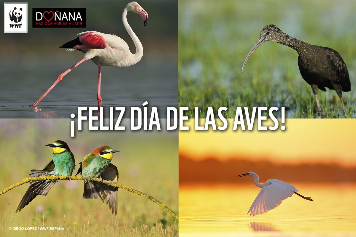 WWFespana's tweet photo. ¡Feliz #DiaDeLasAves! Un buen día para defender uno de sus mayores santuarios mundiales https://t.co/h4wsg0doSc #SOSDoñana https://t.co/jfTaVMqHns