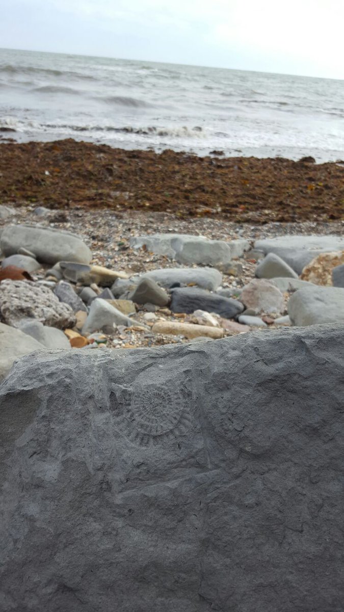 YorksTuitionCo's tweet photo. Yorkshire Tuition Company explores the South Coast! In the footsteps of Mary Anning....#KS2Science #Sydmondsbury #tuition #harrogate https://t.co/nNmd9nTzpa