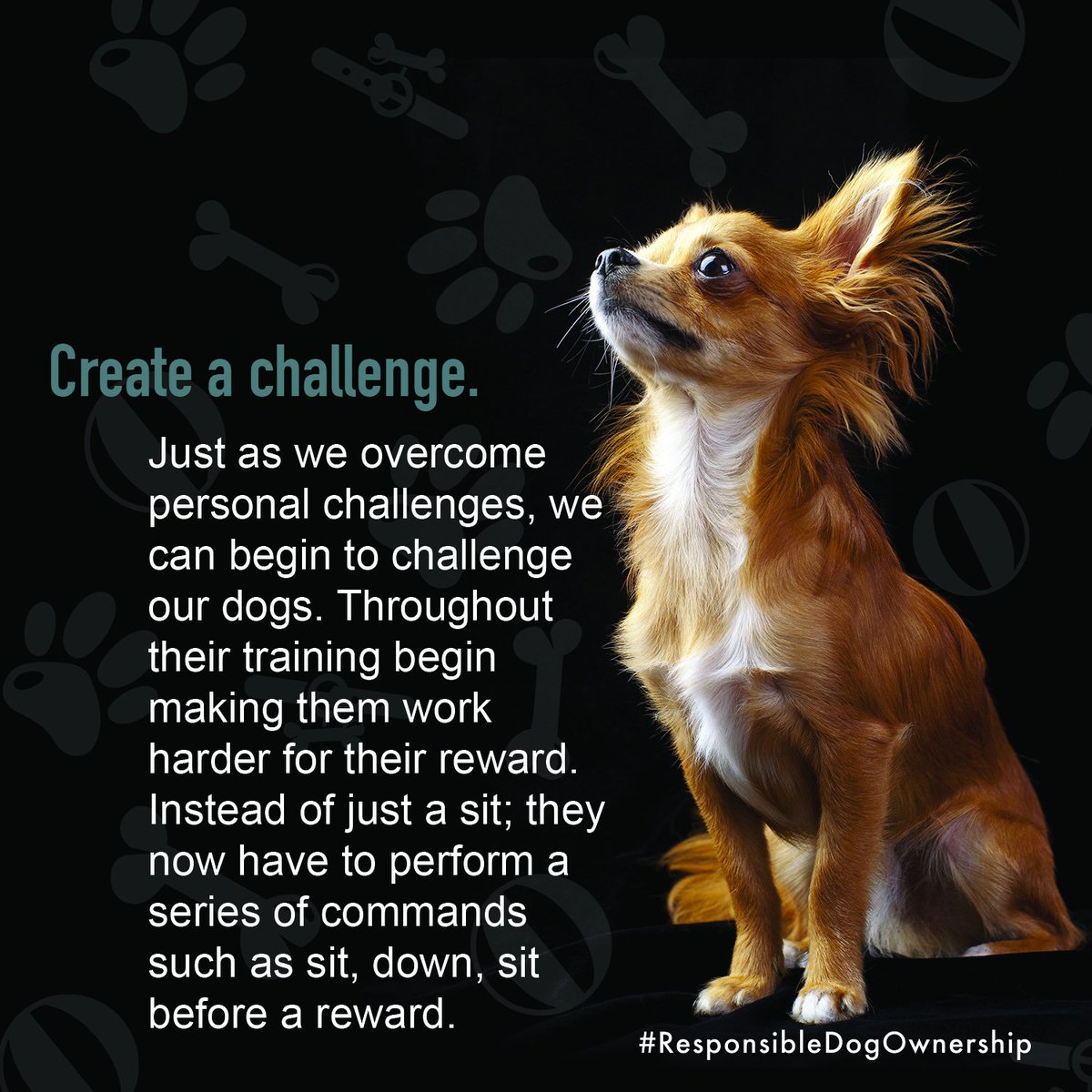 PetPartnersLLC's tweet image. Pledge to create new challenges for your #dog, and keep training interesting as part of #ResponsibleDogOwnershipMonth
