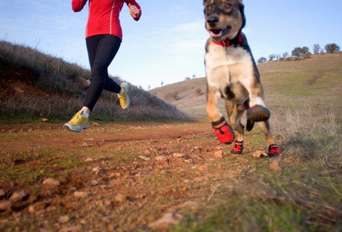 Le migliori vacanze ...sono a 4 zampe! #tripdoggy #viaggia4zampe #sempreinsieme #dog #vacanzea4zampe #cani #pet #viaggio #vacanza