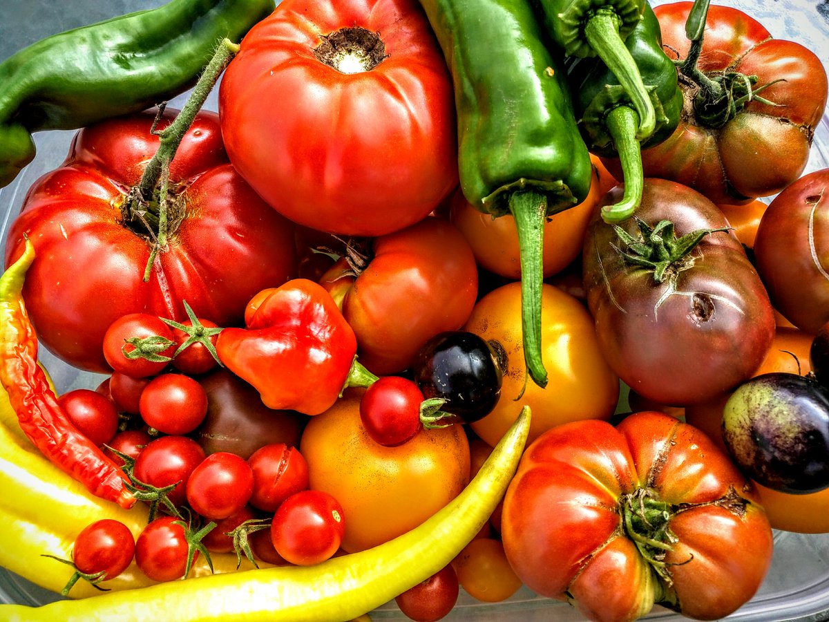 MarkPure32's tweet photo. FarmtoTable @FarmToTableTalk @FarmtoTableFds #FarmtoTable #Vegetables #gardenersworld @_houseandgarden @eat https://t.co/nzSTN9D2Mt