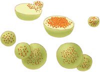 chloroplastKing's tweet photo. Lysosomes are actually evil, who causes tay-sachs disease again? I'll wait... https://t.co/jV8WJSIzPr