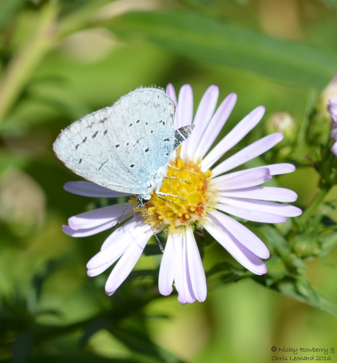 #butterflies & #Michaelmas daisies for #michaelmasday @ukbutterflies @savebutterflies @britbutterflies