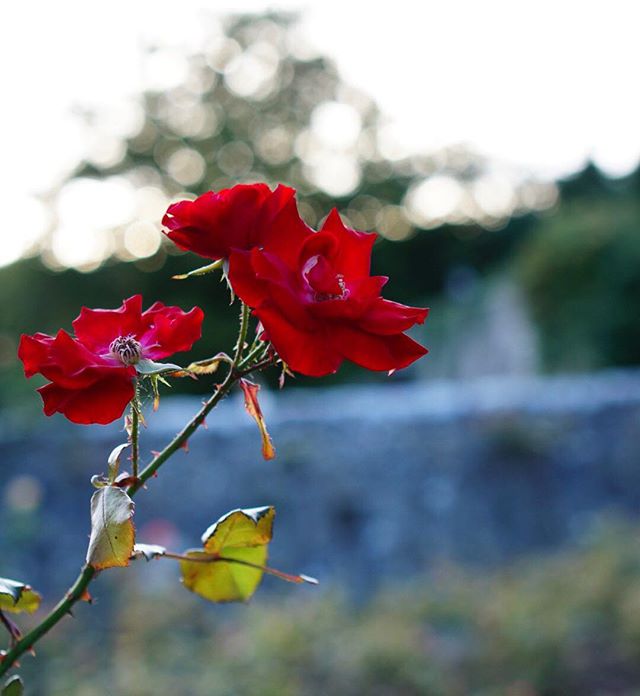 Our #Instagram Gallery as always looking amazing! #moretothevale ow.ly/FPja304F169 Thank you all....