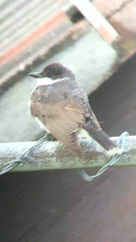 rbnUK's tweet photo. Photo by @ian_ricketts of the EASTERN KINGBIRD today on Barra, Outer Hebrides. #rbnOUT #rbnMEGA https://t.co/qNgSr3qxnV