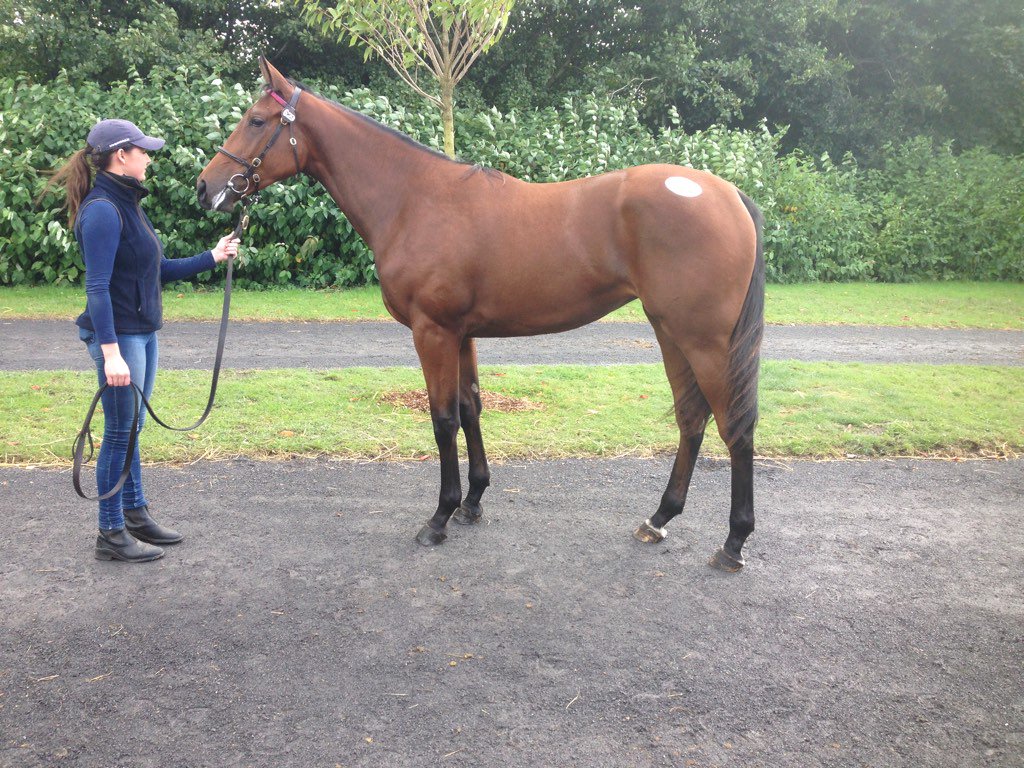 Vry happy to have purchased lot 629, an imposing Ravens Pass filly & close relative of 'Steeler' @ #GoffsSportsmans
