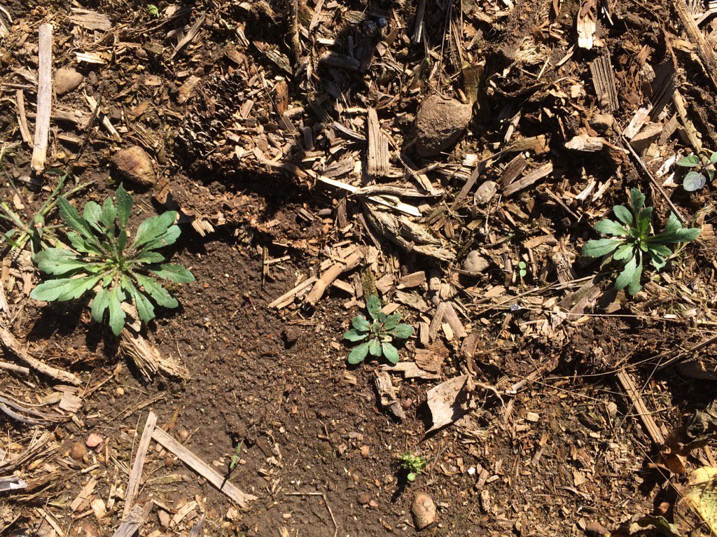 NicoleWeberAg's tweet photo. Scouting is important to record your weed spectrum & use proper herbicides seeing fleabane 2-5" in diameter #scout16 https://t.co/JWMpkLLamZ