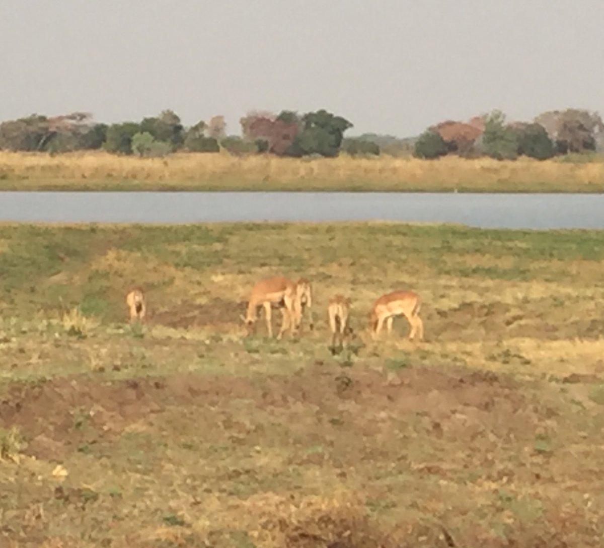 EnricotheDeer's tweet photo. Planning my tv show...finding some distant family in Africa...thanks @feliciaday for getting me the deal!! https://t.co/x8tQZgnJd1