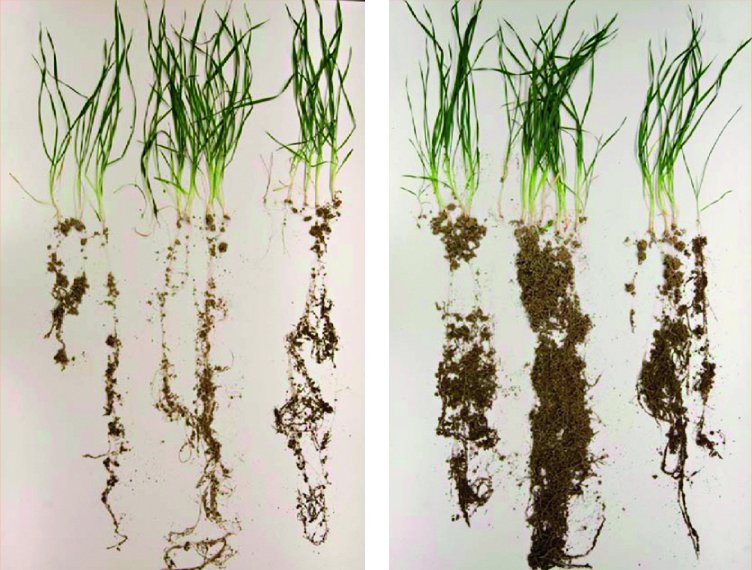 SyngentaUS's tweet photo. "What’s out of sight really does matter, when it comes to plants & root systems." - Dale Ireland #SWWebinar https://t.co/5bWX4L8KZz
