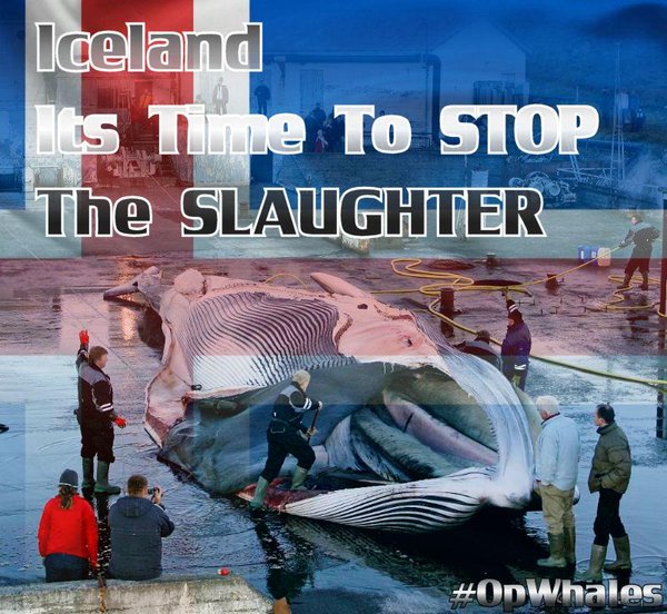 Whaling  is an ‘albatross around #Iceland’s neck’ in terms of its reputation around the world. #OpWhales