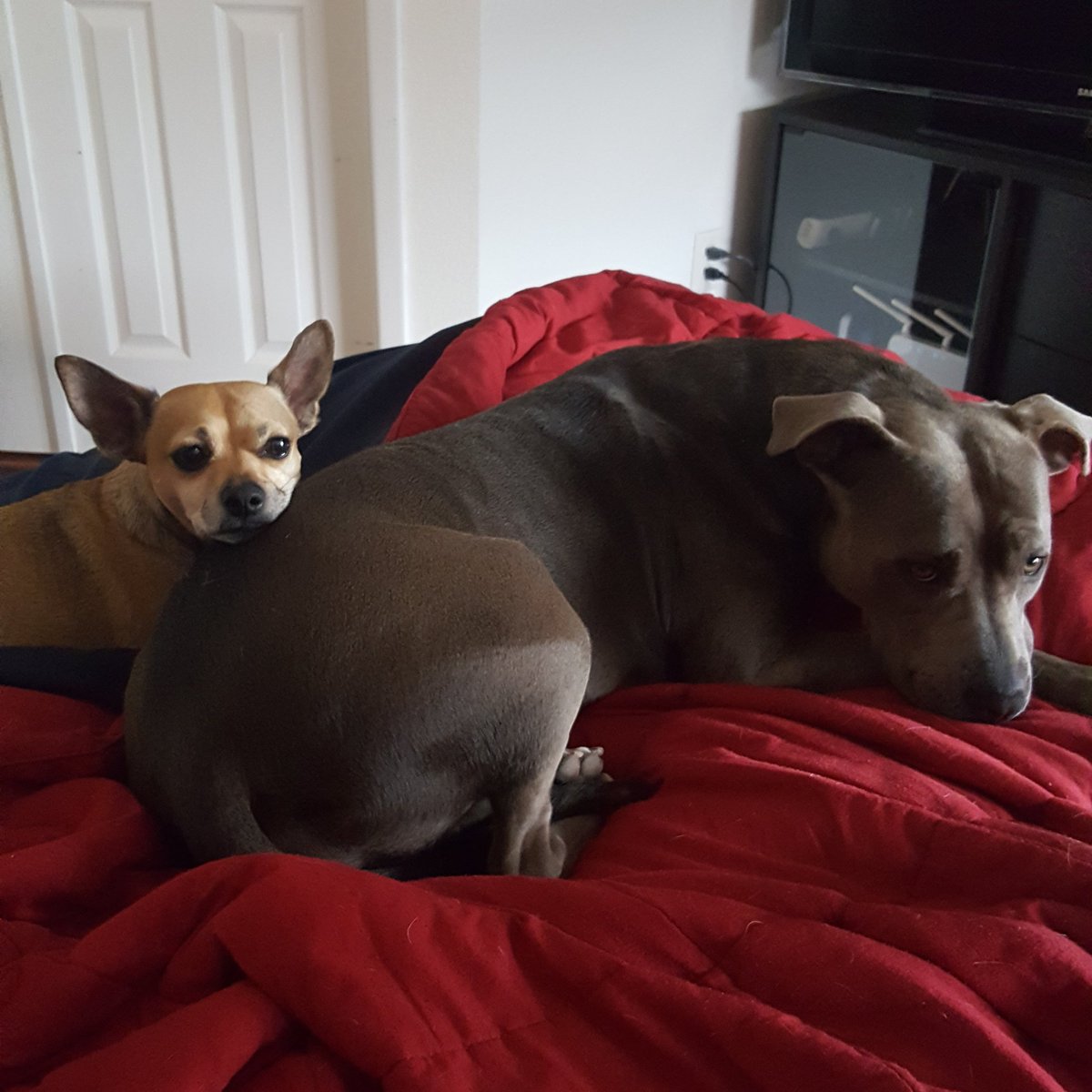 Rowynne_'s tweet photo. @DenisCoderre look at my rabid pit bull murdering my innocent  chihuahua https://t.co/hpb2SvUSPA