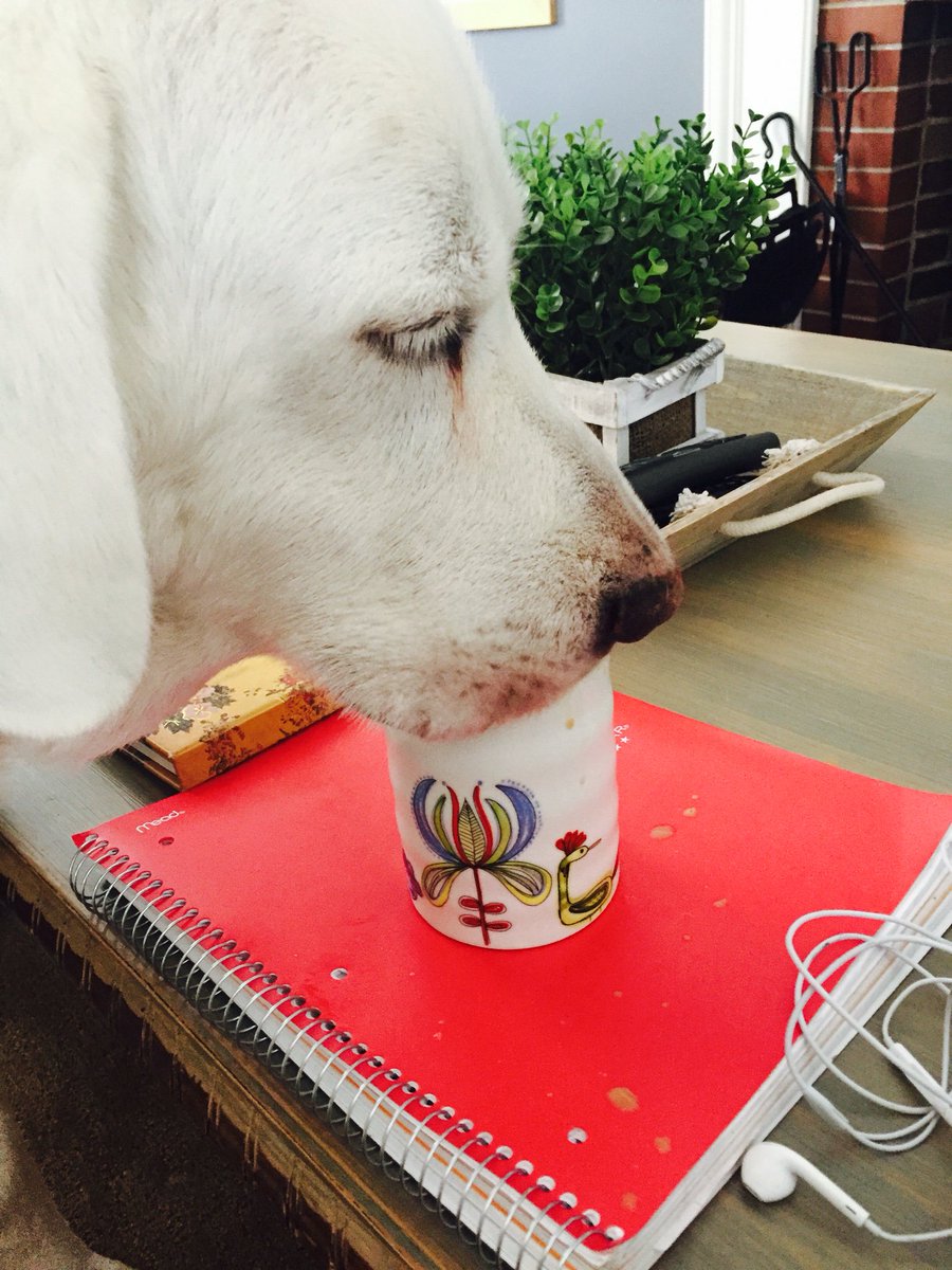 RonSchmidtPhoto's tweet photo. We know dogs are not supposed to drink coffee but no one told Sam. Thank goodness he only got the last drop. #NationalCoffeeDay https://t.co/n1mGuMMlEB
