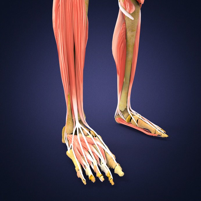 OVCMT's tweet photo. #CompartmentSyndrome is painful pressure within muscle walls - learn how #MassageTherapy can help! https://t.co/IuLjxQxnP4 https://t.co/0oIk2AZ7Xm