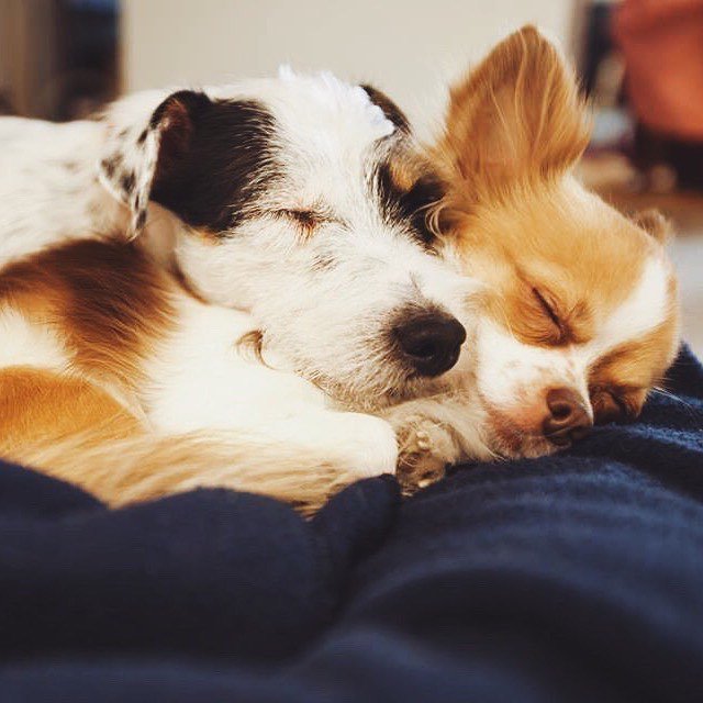 Bonami SK tweet media