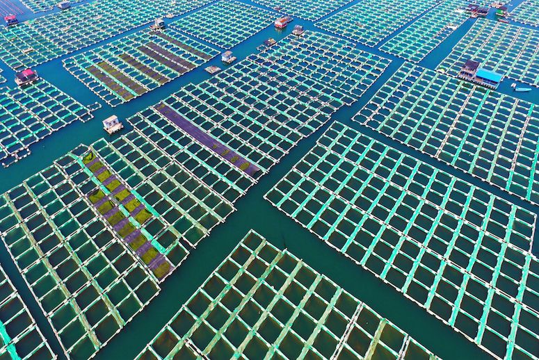 TheSeaParty's tweet photo. Report: New Technology Can Minimize Impacts of Industrial Fish Farms. https://t.co/pK7tmmb0fF https://t.co/2HN37sG0cZ