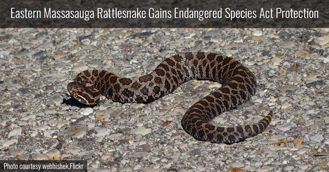 SnakeAdvocate's tweet image. Sad it's needed, but glad that #massasaugas are now protected under the ESA!
biologicaldiversity.org/news/press_rel…