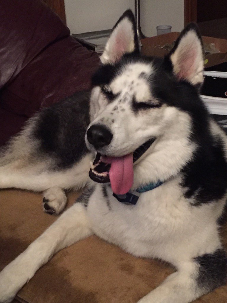 MaxtonMiller's tweet photo. Smiling happy dog 😬 https://t.co/07zWq7iZM5