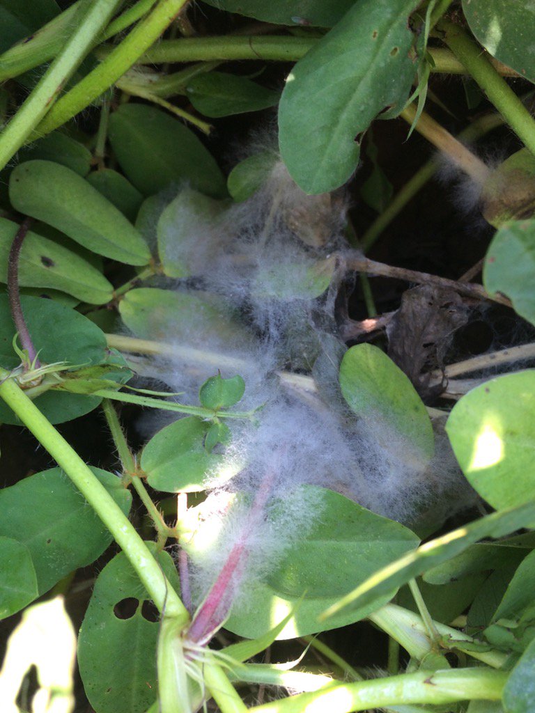 travisfaske's tweet photo. Sclerotinia blight of peanut showing up in research plots. Be on lookout in commercial fields. https://t.co/s2SHhgwShm