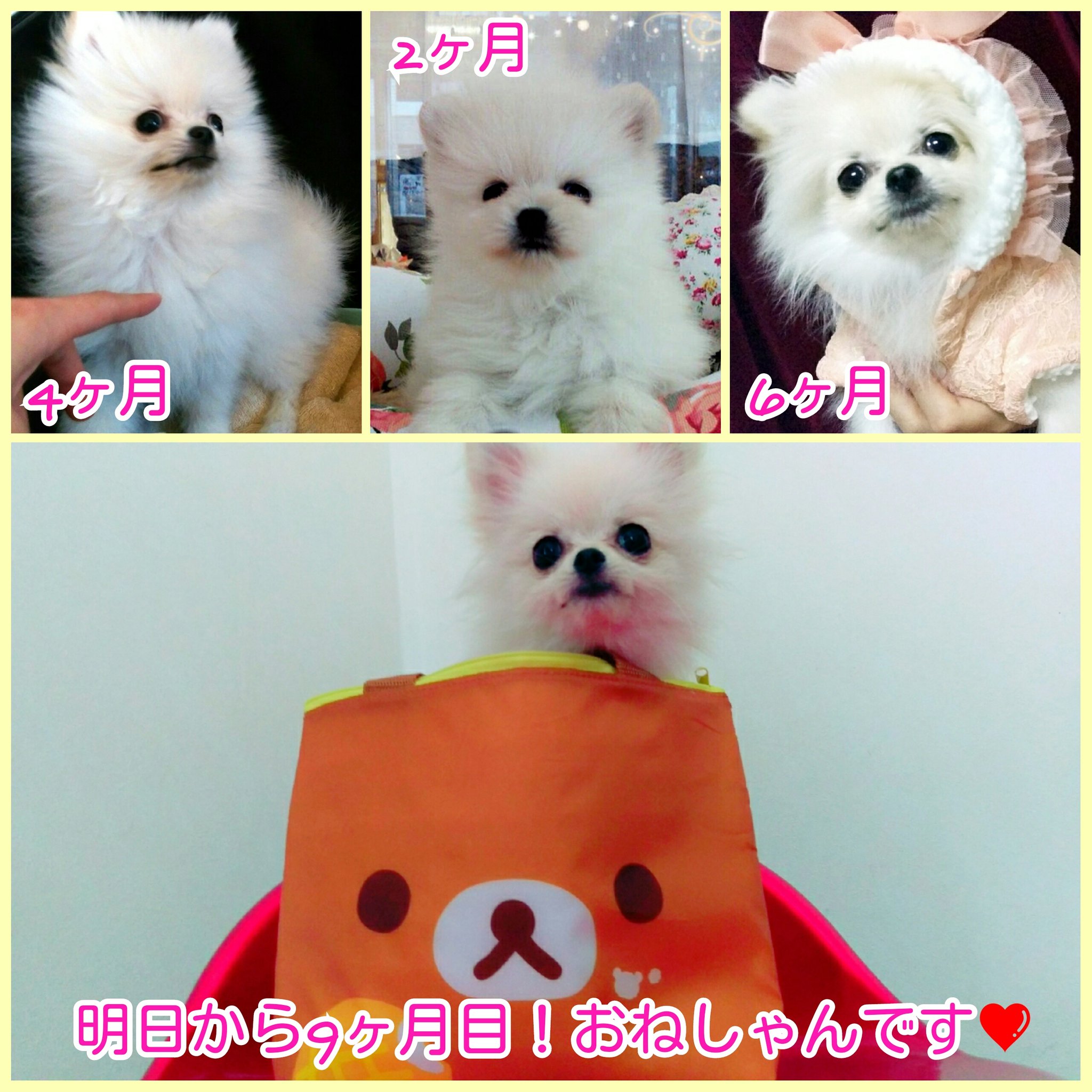 ちびポメあめしゃん 明日から9ヶ月目 体重は1090グラム 日々親ばか加速中 丈夫に育ってね ㅈ ポメラニアン 子犬 ティーカップポメラニアン T Co Hytqa0rnyf Twitter