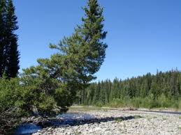 THatBoiGeorg's tweet photo. 4) wowza, that there were ayy awful big noise, that there gosh darn tree is a-startin' ta fall right towards me n ulrich! https://t.co/kYXzG2gNac