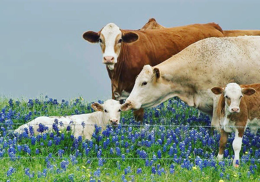 justcutecows's tweet photo. Family. ❤️ #justcows #cows #calf #ditchdairy https://t.co/wQ7Rbn0GG6
