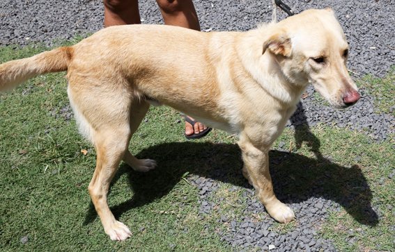 CINewsOnline's tweet image. Dreaded stonefish can hurt dogs, too
cookislandsnews.com/national/local… #pawful #apawlling #dog #cookislands #cookislandsnews #news #stonefish #danger