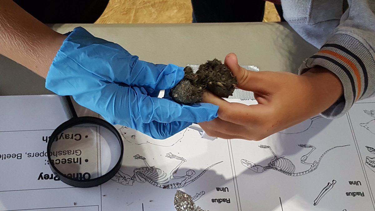 What a Hoot! 7th graders recreate full skeletons from bones they find in owl pellets. #ScienceSensations #WeAreOrnithologists #WeAreTigers