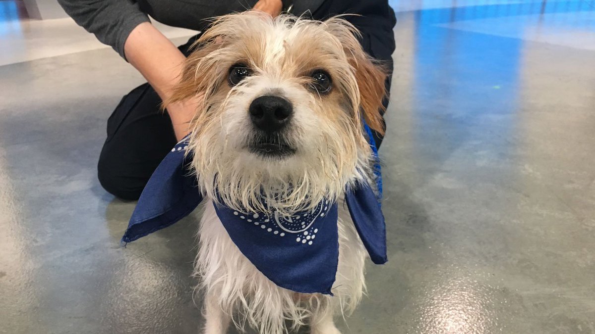 Say hello to Jacob! This 2-year-old terrier mix needs a good forever home