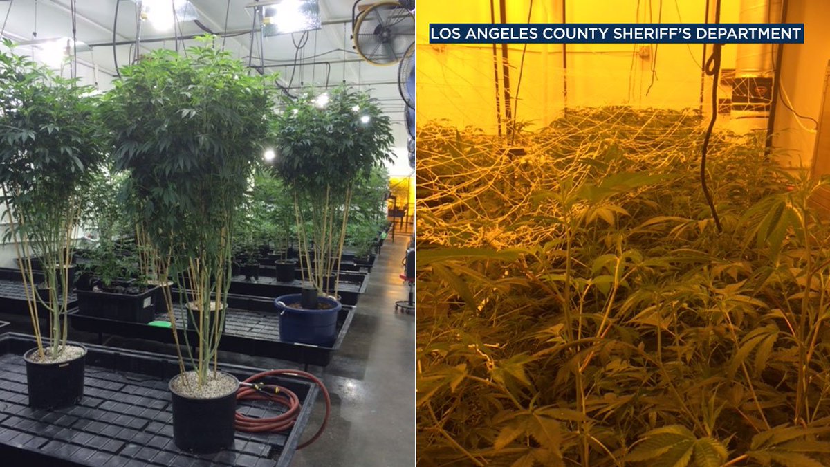 $7.5 million in marijuana seized during drug bust in unincorporated Compton