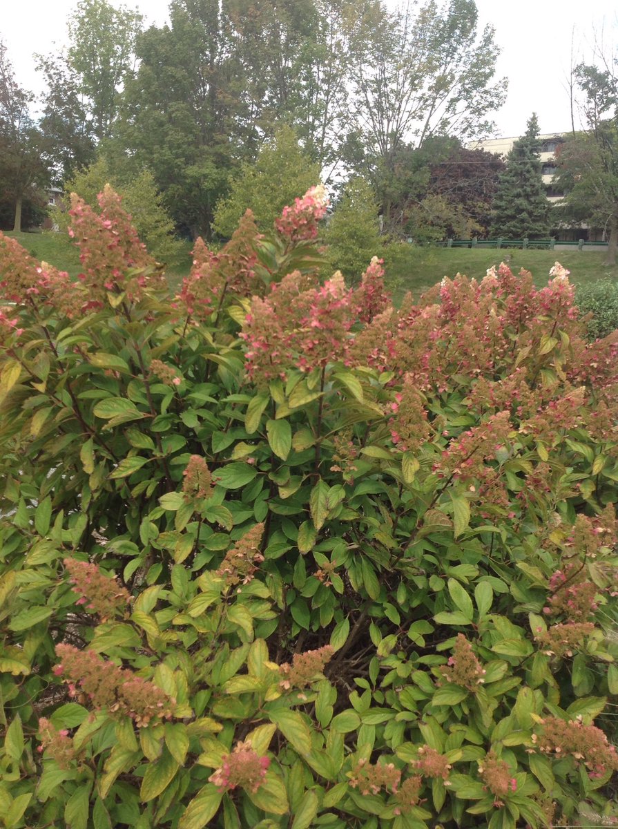 rhodes_sheila's tweet photo. Can you Identify these species? iPad apps to assist teacher candidates on field study #beduoit #uoit https://t.co/hQY2g4aH2H
