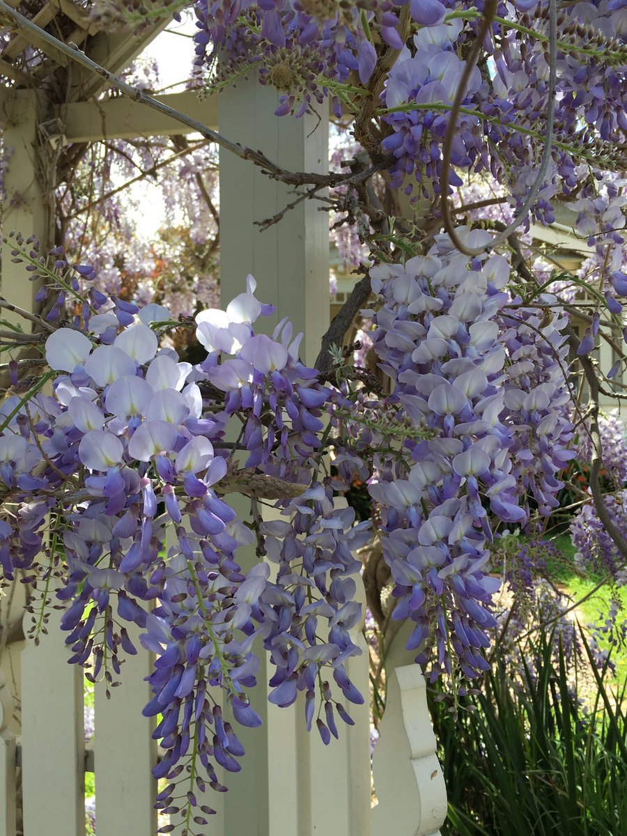 AllTreesSaved's tweet photo. Wisteria this time of the year really brings colour 2 your garden 🌴😵🌴#wisteria #arborist #gardens #melbourne #heges #arbor #climbers #spring https://t.co/ixafc8Glmv