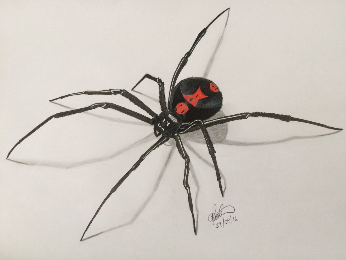 Realistic black widow spider drawings. 