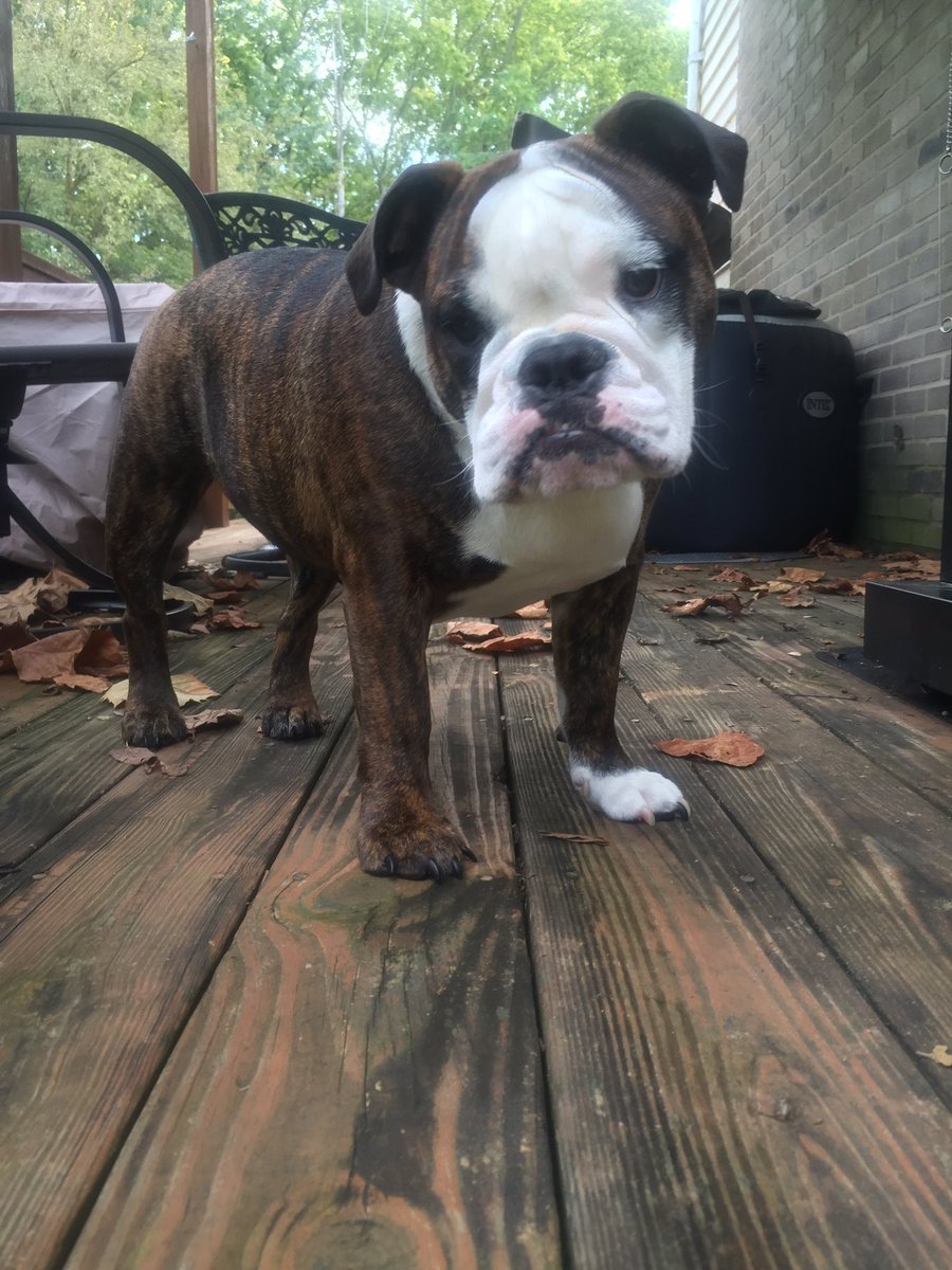 scarlettbully's tweet photo. I am terrified of steps and mom's off the deck. Be careful mom! #imnotcomingdown https://t.co/0Osn7cunfe