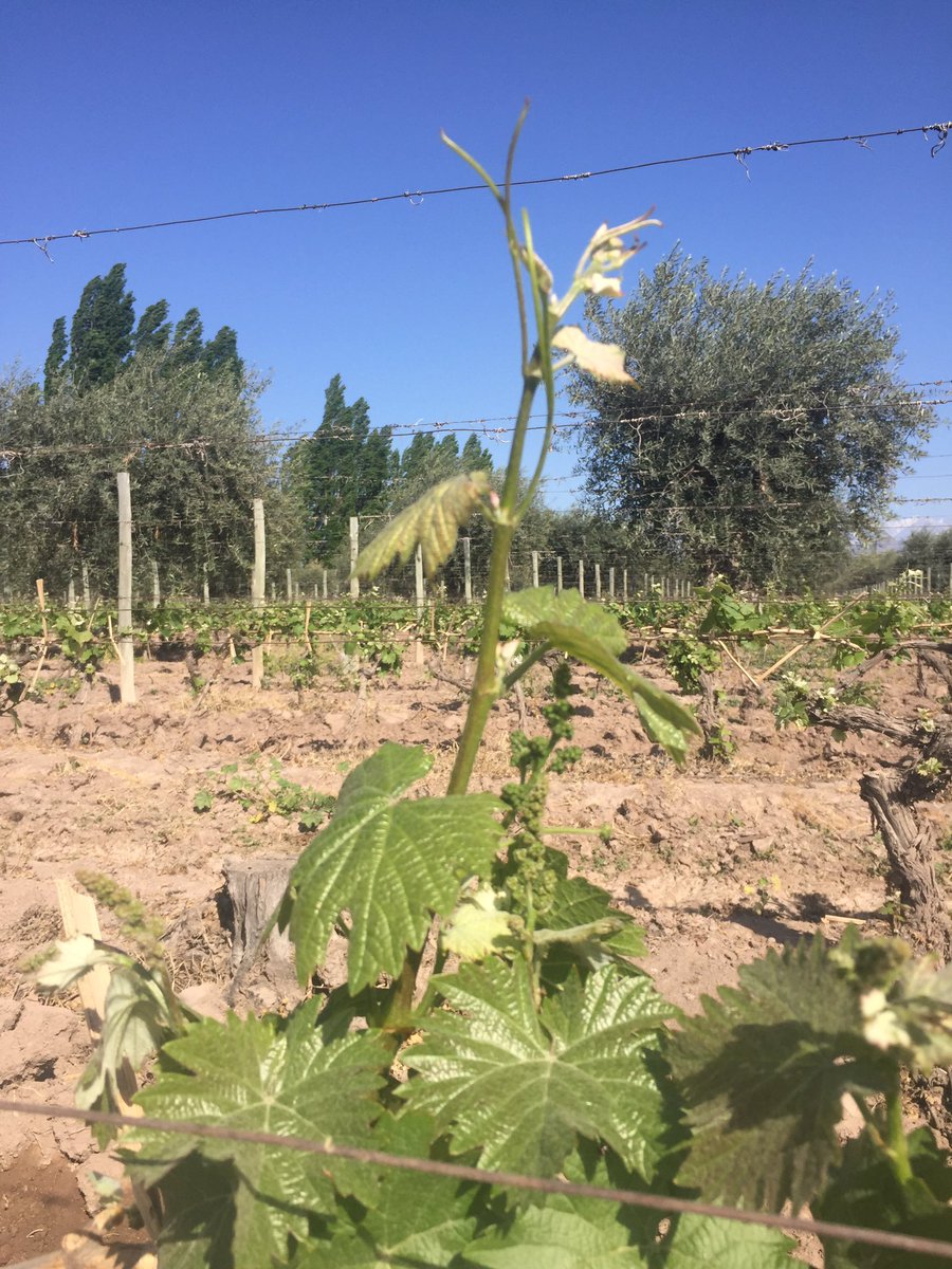 Afloran los primeros racimos de nuestro malbec de Finca Bella Vista. <a href="/AchavalFerrer/">Achaval-Ferrer</a>. Cosecha 2017 a full....